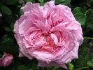 Charming Moss rose photo