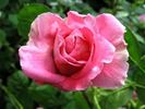 Charming Moss rose photo