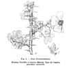 <i>Rosa korschinskiana</i> Boul. rose photo