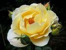 Butterfly Blush rose photo