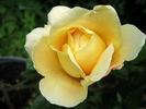 Butterfly Blush rose photo