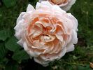 Charming Blush rose photo