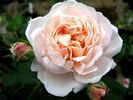 Charming Blush rose photo