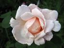 Charming Blush rose photo