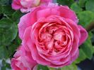 Dreaming Blush rose photo