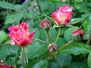 Dreaming Blush rose photo