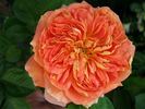 Glowing Blush rose photo