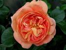 Glowing Blush rose photo