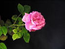 François Michelon rose photo
