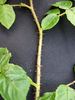 Climbing Moss rose photo