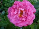 Climbing Moss rose photo