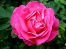 Climbing Moss rose photo
