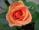 35-41-12 K rose photo