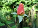 35-41-12 K rose photo
