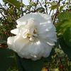 <i>Rosa X alba</i> var. <i>vineticola</i> rose photo