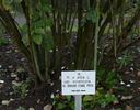 <i>Rosa X alba</i> var. <i>vineticola</i> rose photo