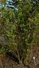 <i>Rosa X alba</i> var. <i>vineticola</i> rose photo
