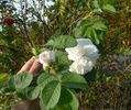 <i>Rosa X alba</i> var. <i>vineticola</i> rose photo