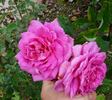Mademoiselle Louise Chabrier rose photo