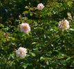 Hérodiade rose photo