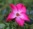 Residenz rose photo