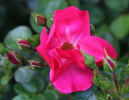 Residenz rose photo