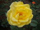 Radiant Perfume ™ rose photo