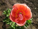 Little Dorrit peony photo
