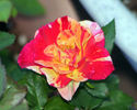 Isolde Hit rose photo