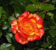 Isolde Hit rose photo