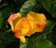 Isolde Hit rose photo
