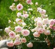 Ballade ® rose photo