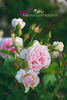 Ballade ® rose photo