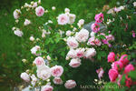 Ballade ® rose photo