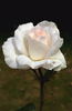 Milky Way rose photo