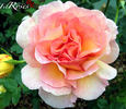 Cocarde rose photo