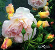 Cocarde rose photo