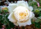 Mariella rose photo
