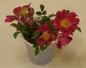 Ckollo rose photo