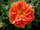 Glowing Blush rose photo