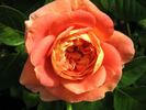 Glowing Blush rose photo