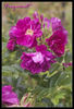 Freycinet rose photo