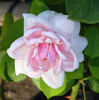 Country Music rose photo