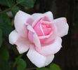 Country Music rose photo