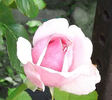 Country Music rose photo