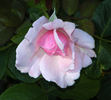 Country Music rose photo