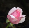 Country Music rose photo