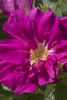 Freycinet rose photo