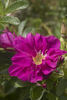 Freycinet rose photo