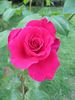 Smooth Prince rose photo